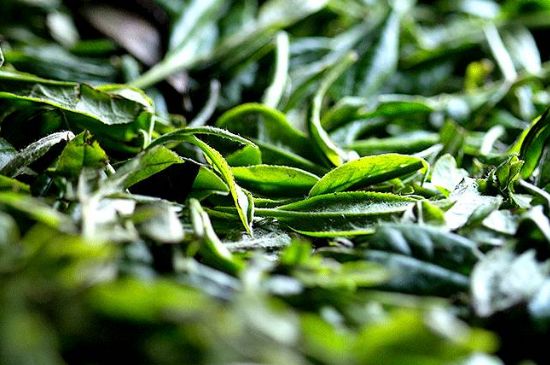 荒野銀針市場價(jià)多少，真正的荒野白毫銀針多少錢？