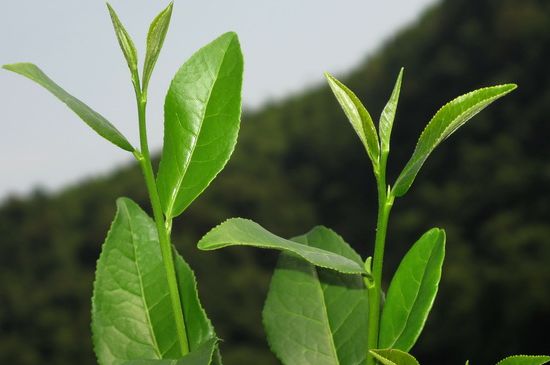單樅茶什么季節(jié)最好喝，鳳凰單叢茶春茶好還是秋茶好？