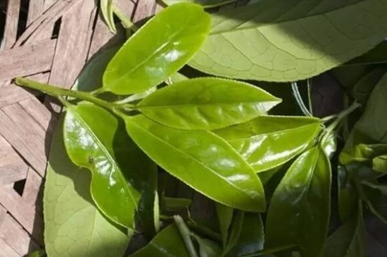 鴨屎香茶哪些人不能飲，什么人不能喝鴨屎香