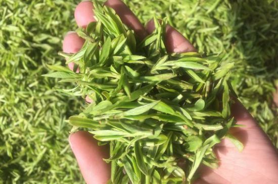龍井好喝還是毛尖好喝，綠茶是龍井好還是毛尖好？