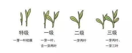 烏牛早和龍井的區(qū)別圖片，龍井43號和烏牛早茶的對比