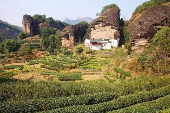 馬頭巖肉桂是大紅袍嗎，大紅袍肉桂屬于什么茶？