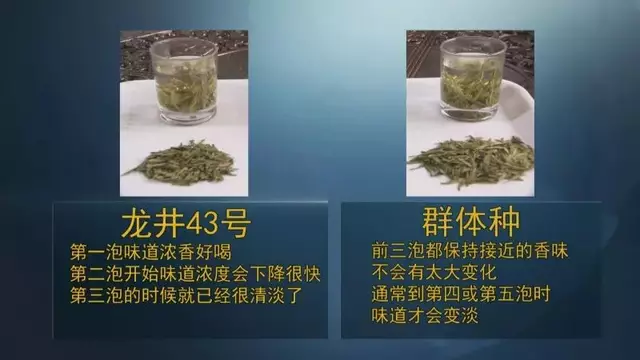 龍井群體種和43號(hào)的區(qū)別圖片，龍井43和群體種哪個(gè)好喝？