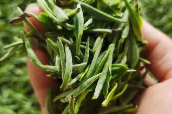 金壇雀舌算不算好茶，金壇雀舌屬于什么檔次茶葉？
