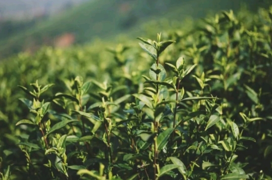 龍井是明前的好還是雨前的好，明前茶和雨前茶哪個(gè)好喝？