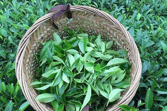 鴨屎香單叢雪片茶的特點，鳳凰雪片茶有什么特點？