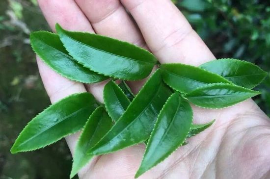鋸朵仔跟鴨屎香哪個貴，鋸朵子和鴨屎香哪個好喝？