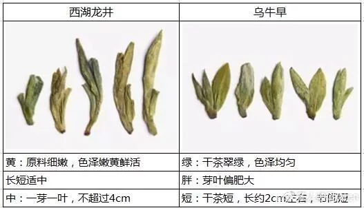 烏牛早和龍井的區(qū)別圖片，龍井43號和烏牛早茶的對比