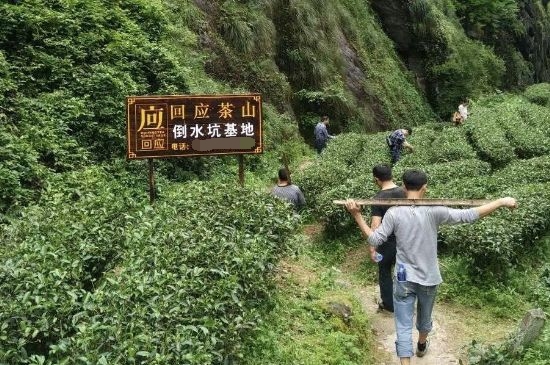 300塊錢的金駿眉能喝嗎，兩三百多金駿眉和一千多區(qū)別