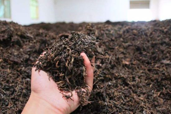 茯磚茶與普洱茶哪個(gè)好，茯茶和普洱茶口味區(qū)別