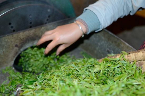 雀舌有一股青草味，雀舌為什么有青草味？