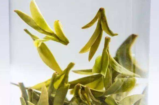 烏牛早和龍井的區(qū)別圖片，龍井43號和烏牛早茶的對比