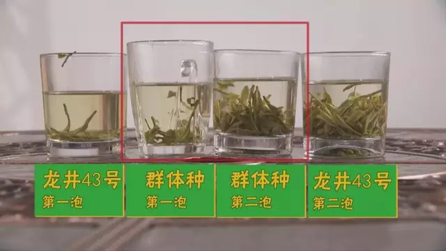 龍井群體種和43號(hào)的區(qū)別圖片，龍井43和群體種哪個(gè)好喝？