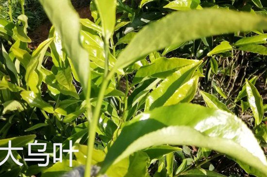 鴨屎香和大烏葉是同一種茶葉嗎，單叢大烏葉和鴨屎香有什么區(qū)別？