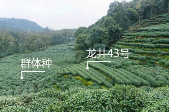 43號(hào)龍井屬于好茶嗎，龍井茶43號(hào)是什么意思？