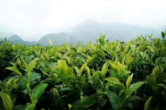 一天3杯紅茶抗癌，常飲紅茶對(duì)身體有好處！