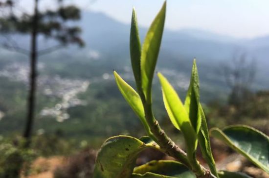 鳳凰單樅什么人不能喝，哪些人不能飲單叢茶