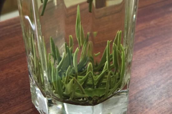 竹葉青和雀舌哪個(gè)貴，竹葉青茶貴嗎？