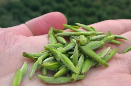 什么綠茶茶葉唇齒留香，哪個(gè)品種綠茶香氣好？