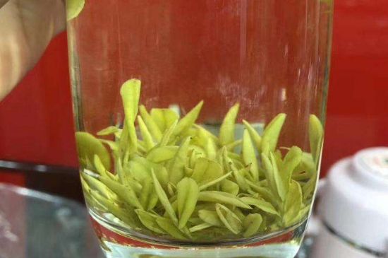 茶中奇葩黃金芽，安吉白茶中黃金芽的特點(diǎn)