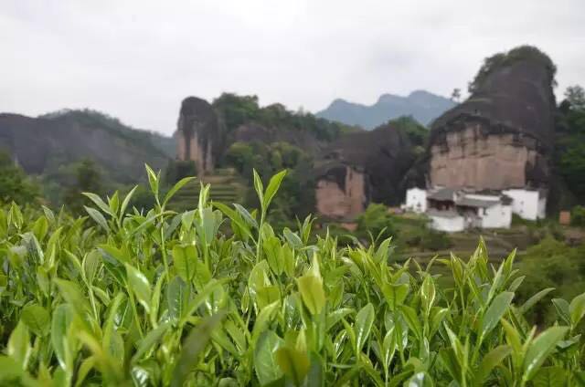 武夷山為什么盛產(chǎn)茶葉，武夷山茶為什么好喝？
