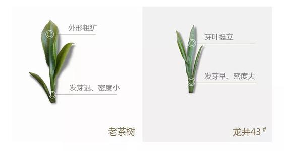 43號(hào)龍井屬于好茶嗎，龍井茶43號(hào)是什么意思？