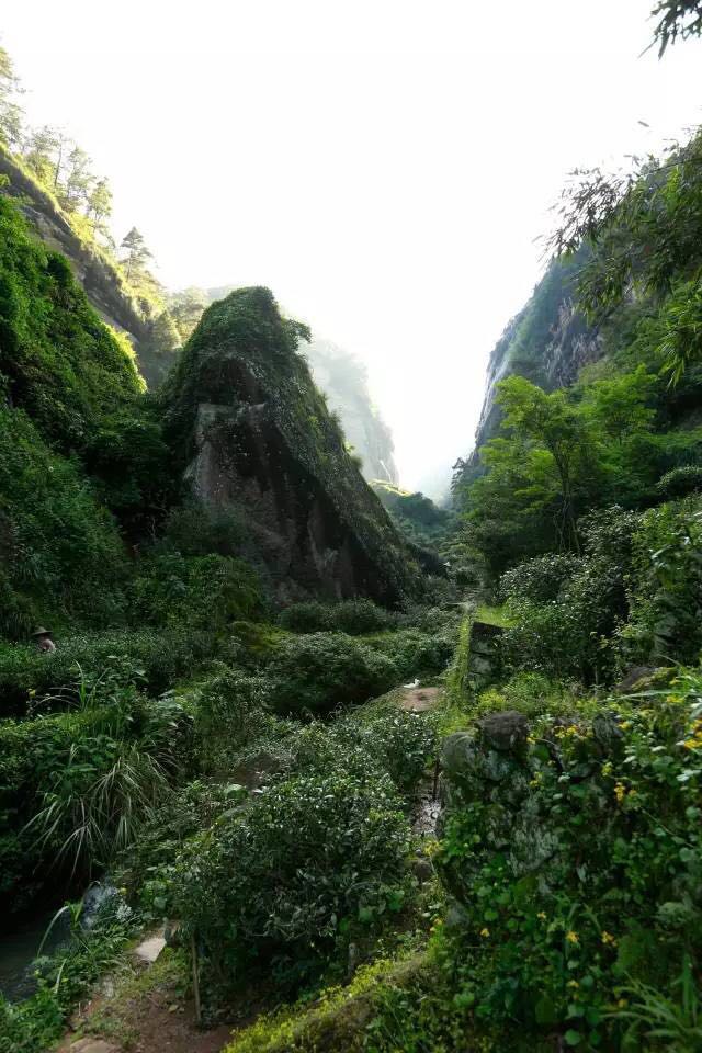 武夷山為什么盛產(chǎn)茶葉，武夷山茶為什么好喝？