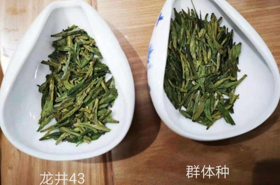 43號(hào)龍井屬于好茶嗎，龍井茶43號(hào)是什么意思？