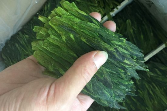 什么綠茶味道濃香，那個(gè)綠茶比較濃香？