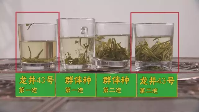 烏牛早和龍井的區(qū)別圖片，龍井43號和烏牛早茶的對比