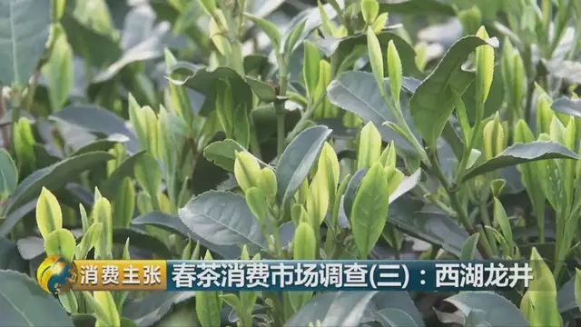 龍井群體種和43號(hào)的區(qū)別圖片，龍井43和群體種哪個(gè)好喝？