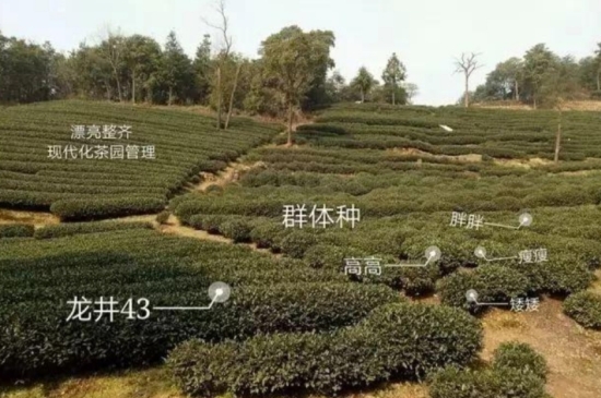 43號(hào)龍井屬于好茶嗎，龍井茶43號(hào)是什么意思？