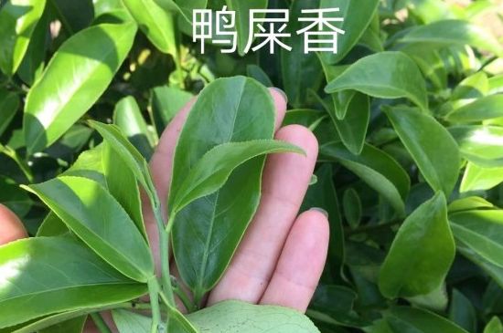 鴨屎香和大烏葉是同一種茶葉嗎，單叢大烏葉和鴨屎香有什么區(qū)別？
