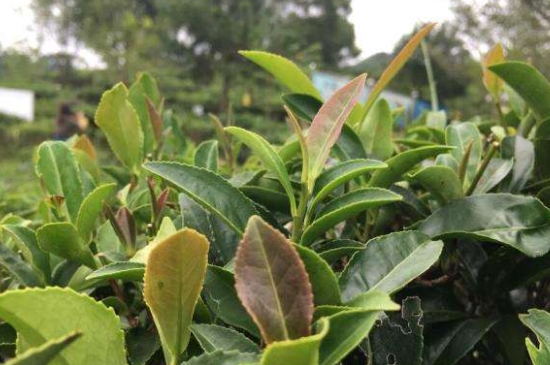 43號(hào)龍井屬于好茶嗎，龍井茶43號(hào)是什么意思？