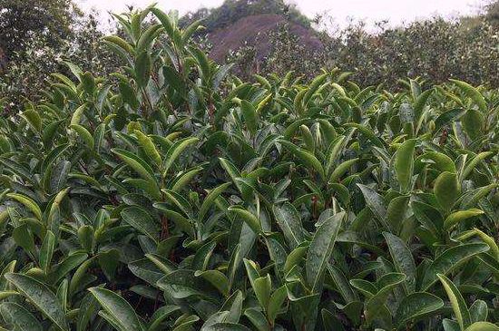 馬頭巖肉桂是大紅袍嗎，大紅袍肉桂屬于什么茶？