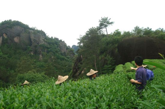肉桂茶和大紅袍哪個貴，武夷山肉桂與大紅袍的價格比較