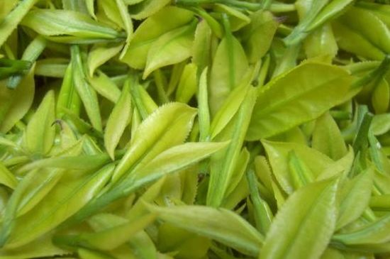 茶中奇葩黃金芽，安吉白茶中黃金芽的特點(diǎn)