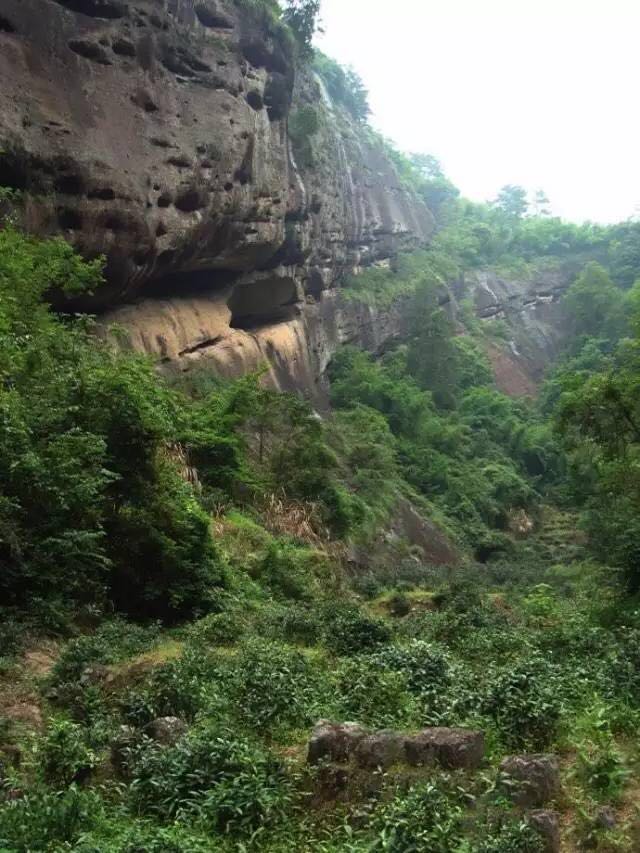 武夷山為什么盛產(chǎn)茶葉，武夷山茶為什么好喝？