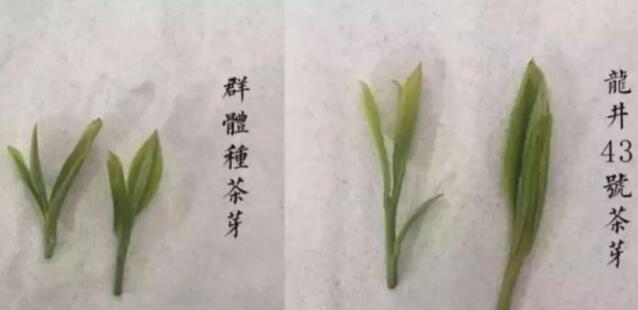 43號(hào)龍井屬于好茶嗎，龍井茶43號(hào)是什么意思？