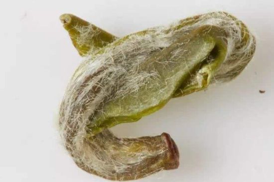 羊巖勾青是綠茶嗎，羊巖勾青茶屬于什么茶？