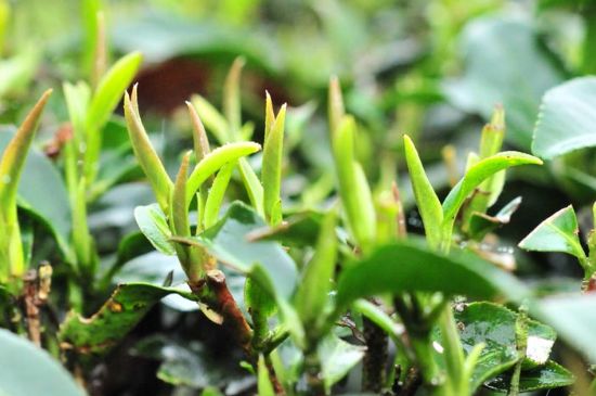 單樅茶什么季節(jié)最好喝，鳳凰單叢茶春茶好還是秋茶好？