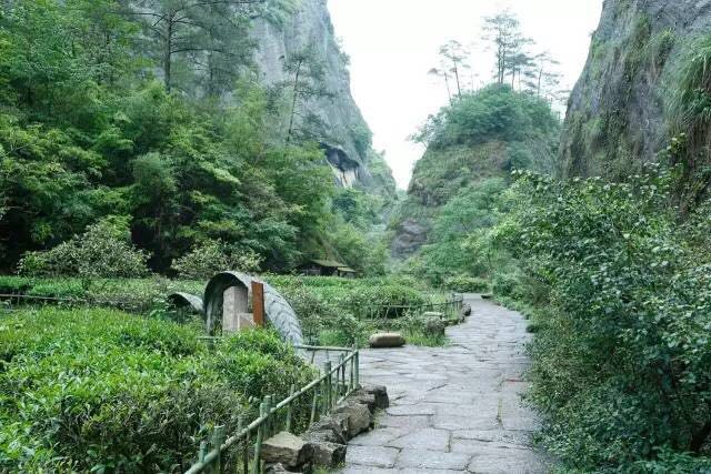 武夷山為什么盛產(chǎn)茶葉，武夷山茶為什么好喝？