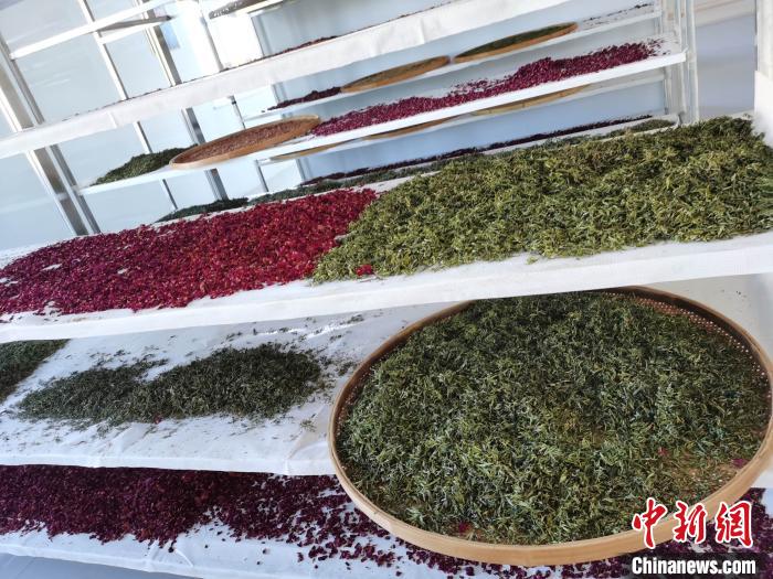 圖為王玲玲收購的各種山茶。　王鳴遠 攝
