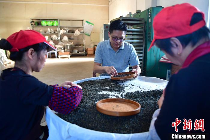 圖為張?jiān)涝谏a(chǎn)車間內(nèi)與工人一起查看茶葉品質(zhì)?！埍?攝