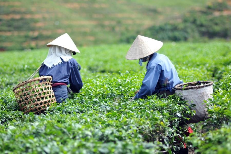 越南茶葉