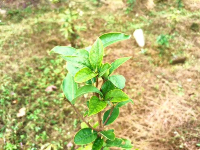 老鷹茶